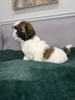 Po, a female Shih Tzu for sale in Chicago, IL – Photo 2 of 4