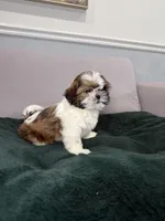 Po, a female Shih Tzu for sale in Chicago, IL – Photo 4 of 4