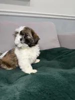 Po, a female Shih Tzu for sale in Chicago, IL – Photo 3 of 4