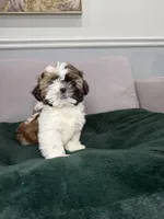 Po, a female Shih Tzu for sale in Chicago, IL – Photo 1 of 4