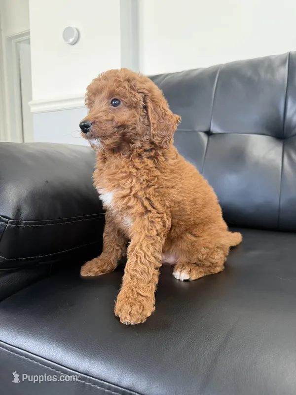 Blade  – Miniature Goldendoodle puppy for sale in Chicago, IL