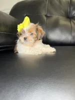 Paris , a female Shih Tzu for sale in Chicago, IL – 3 of 3