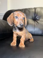 Ranger , a male Miniature Dachshund for sale in Chicago, IL – 3 of 3