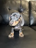 Knight , a male Miniature Dachshund for sale in Chicago, IL – 2 of 3