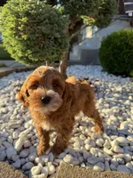 Blazer, a male Miniature Goldendoodle for sale in Chicago, IL – 2 of 3