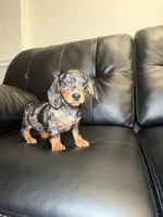 Silver , a male Miniature Dachshund for sale in Chicago, IL – 3 of 4