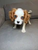 Kim , a female Cavalier King Charles Spaniel for sale in Chicago, IL – 3 of 4