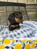 Sushi, a female Miniature Dachshund for sale in Chicago, IL – 2 of 4