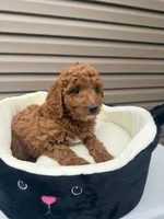 Blade , a male Miniature Goldendoodle for sale in Chicago, IL – 2 of 3