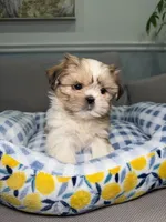 Doll Face, a female Shih Tzu for sale in Chicago, IL – 3 of 4