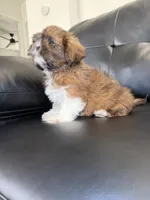 Seven , a male Shih Tzu for sale in Chicago, IL – 1 of 4