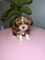 Two, a female Shih Tzu for sale in Chicago, IL – 2 of 4