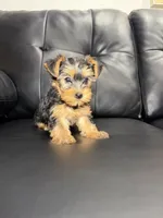Halo, a female Yorkshire Terrier for sale in Chicago, IL – 2 of 3