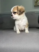 Boba, a male Pekingese and Shih Tzu for sale in Chicago, IL – 3 of 3