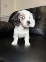 Spot, a male Miniature Dachshund for sale in Chicago, IL – 3 of 3