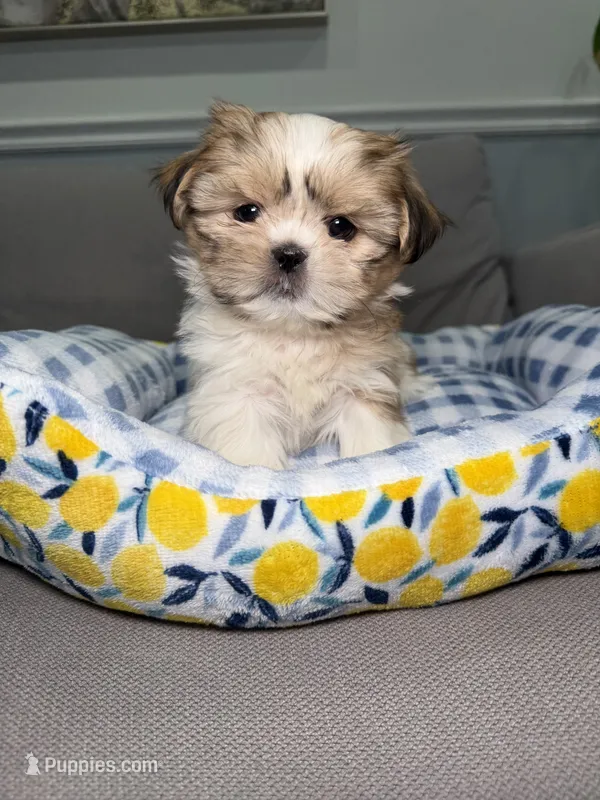 Doll Face – Shih Tzu puppy for sale in Chicago, IL