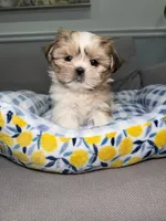 Doll Face, a female Shih Tzu for sale in Chicago, IL – 1 of 4