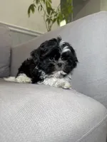 Woody , a male Shih Tzu for sale in Chicago, IL – 1 of 3