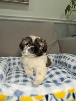 Marbel, a female Shih Tzu for sale in Chicago, IL – 2 of 2