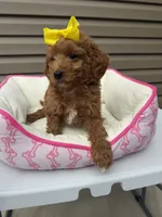 Lady , a female Miniature Goldendoodle for sale in Chicago, IL – 3 of 3
