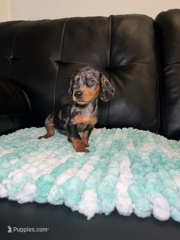 Birdie  – Miniature Dachshund puppy for sale in Chicago, IL