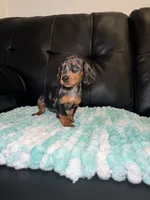 Birdie , a female Miniature Dachshund for sale in Chicago, IL – 1 of 3