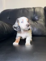 Lefty, a male Miniature Dachshund for sale in Chicago, IL – 3 of 3