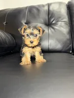 Halo, a female Yorkshire Terrier for sale in Chicago, IL – 3 of 3
