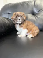 Seven , a male Shih Tzu for sale in Chicago, IL – 3 of 4