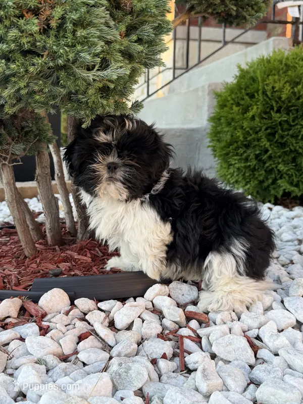 Woody  – Shih Tzu puppy for sale in Chicago, IL
