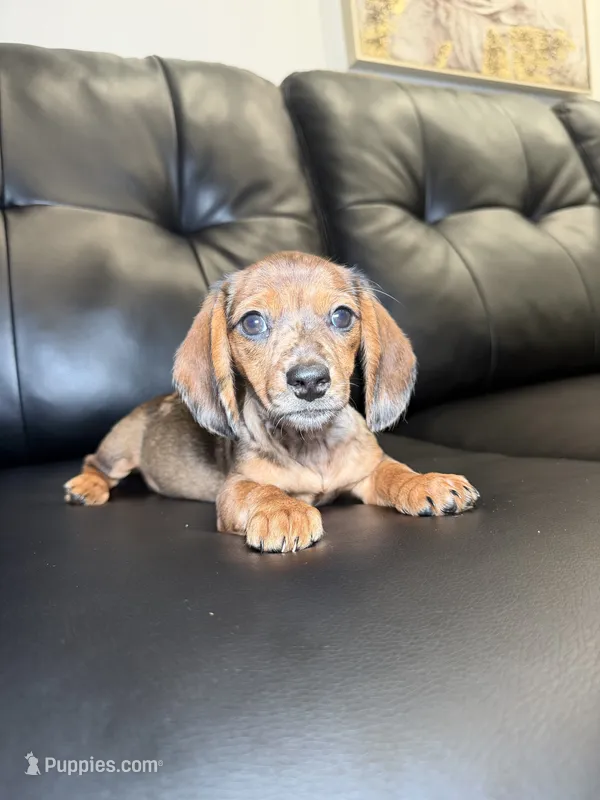 Wendy – Miniature Dachshund puppy for sale in Chicago, IL