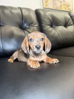 Wendy, a female Miniature Dachshund for sale in Chicago, IL – 1 of 3