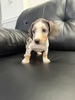 Shortie , a male Miniature Dachshund for sale in Chicago, IL – 4 of 5