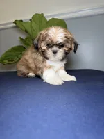 Four, a male Shih Tzu for sale in Chicago, IL – 2 of 3