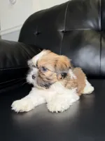 England, a male Shih Tzu for sale in Chicago, IL – 2 of 3