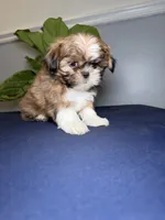Four, a male Shih Tzu for sale in Chicago, IL – 3 of 3