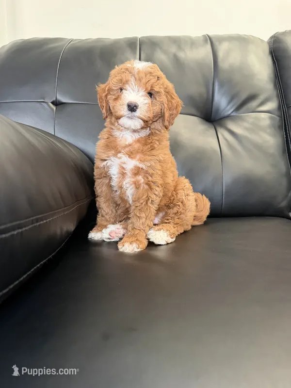 Darla  – Miniature Goldendoodle puppy for sale in Chicago, IL