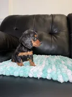 Star, a female Miniature Dachshund for sale in Chicago, IL – 2 of 3