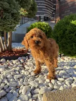 Lambo, a male Miniature Goldendoodle for sale in Chicago, IL – 2 of 3