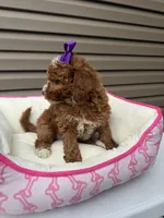 Darla , a female Miniature Goldendoodle for sale in Chicago, IL – 2 of 4