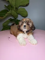 Three , a female Shih Tzu for sale in Chicago, IL – 2 of 3