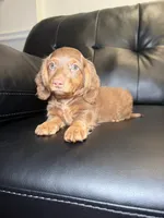 Glaze , a male Miniature Dachshund for sale in Chicago, IL – 3 of 3
