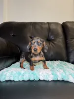 Birdie , a female Miniature Dachshund for sale in Chicago, IL – 3 of 3