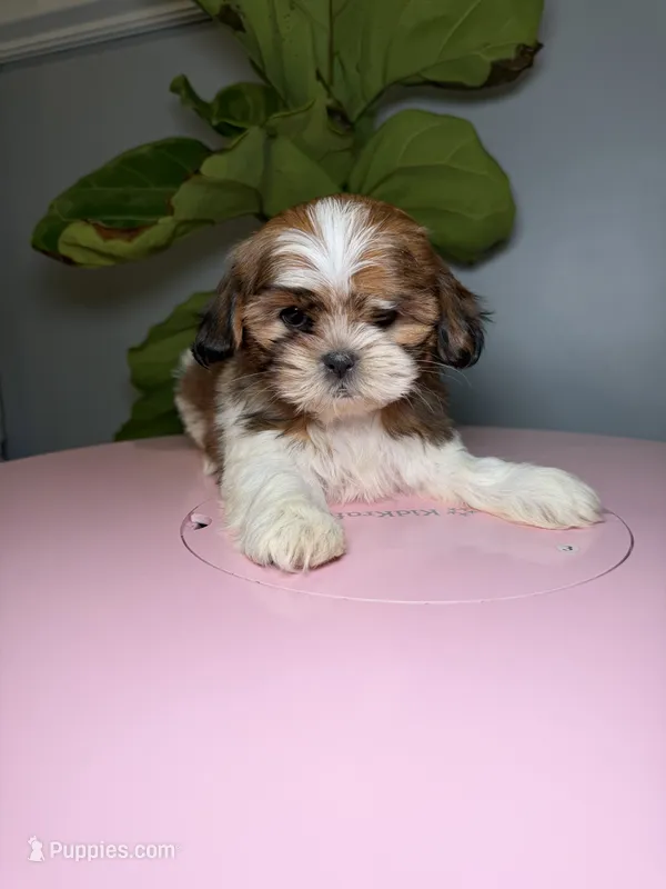 One – Shih Tzu puppy for sale in Chicago, IL