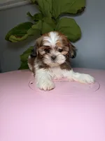 One, a female Shih Tzu for sale in Chicago, IL – 1 of 3
