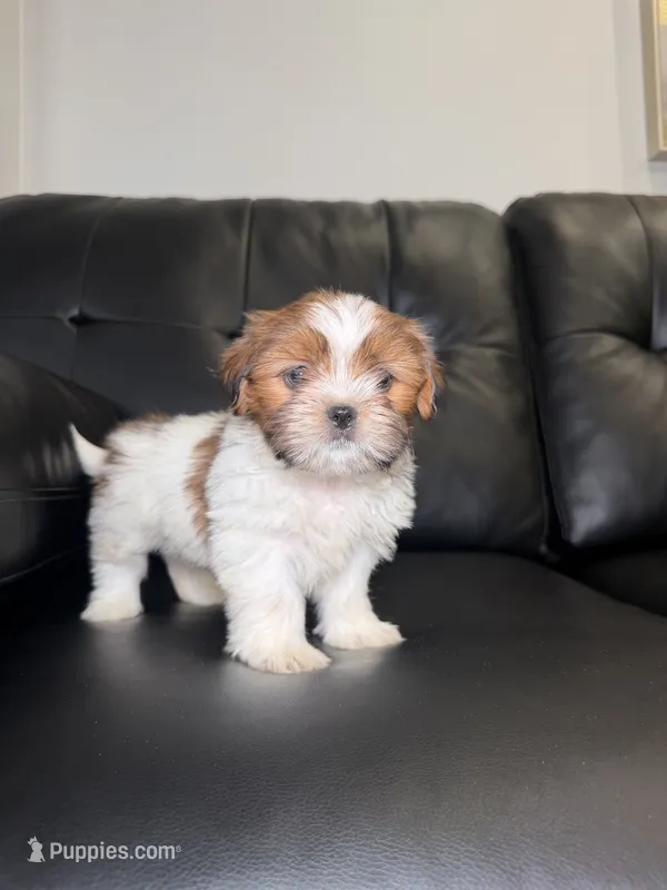 Portugal  – Shih Tzu puppy for sale in Chicago, IL