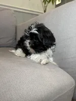 Woody , a male Shih Tzu for sale in Chicago, IL – 3 of 3