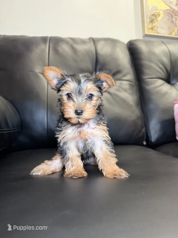 Cutie – Yorkshire Terrier puppy for sale in Chicago, IL