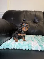 Star, a female Miniature Dachshund for sale in Chicago, IL – 3 of 3