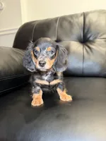 Thunder , a male Miniature Dachshund for sale in Chicago, IL – 3 of 3